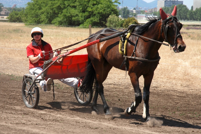 Imádja a lovakat, 12 évig velük foglalkozott.