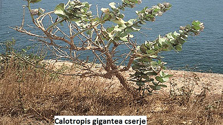 Túlsúly? Menni fog!  