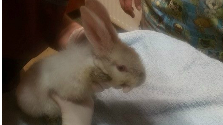 Állatvédelmi Járőrszolgálat/Facebook