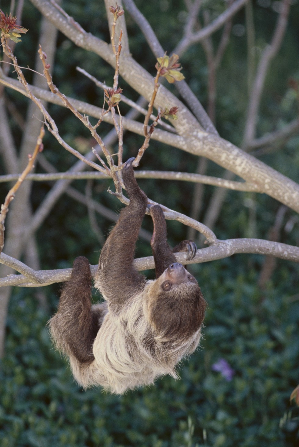 11 lajhár, aki akár te, vagy a munkatársaid is lehetnének 11 lajhár, aki akár te, vagy a munkatársaid is lehetnének