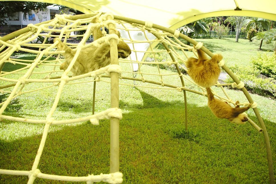 11 lajhár, aki akár te, vagy a munkatársaid is lehetnének 11 lajhár, aki akár te, vagy a munkatársaid is lehetnének