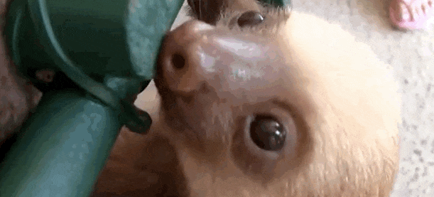 11 lajhár, aki akár te, vagy a munkatársaid is lehetnének 11 lajhár, aki akár te, vagy a munkatársaid is lehetnének