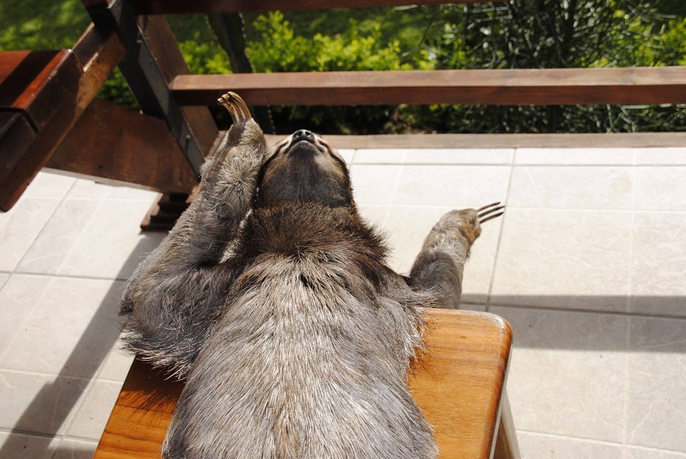 11 lajhár, aki akár te, vagy a munkatársaid is lehetnének 11 lajhár, aki akár te, vagy a munkatársaid is lehetnének