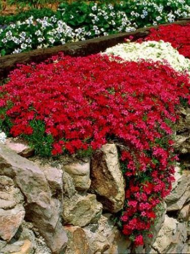 Így lehet saját sziklakerted Így lehet saját sziklakerted