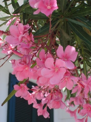 Így ültesd és gondozd a leandert