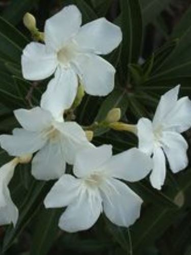 Így ültesd és gondozd a leandert