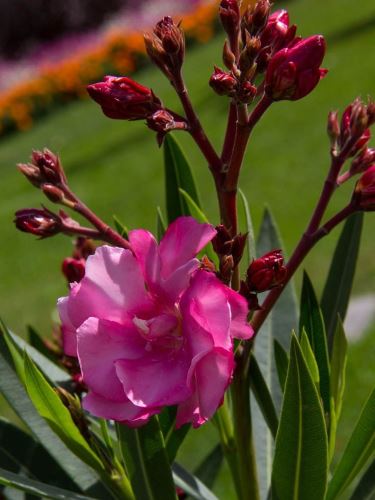 Így ültesd és gondozd a leandert