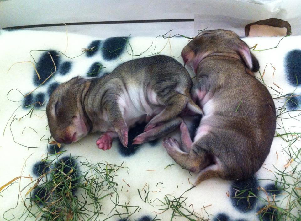 tündéri megmentett állat, aki elfér a tenyeredben is 