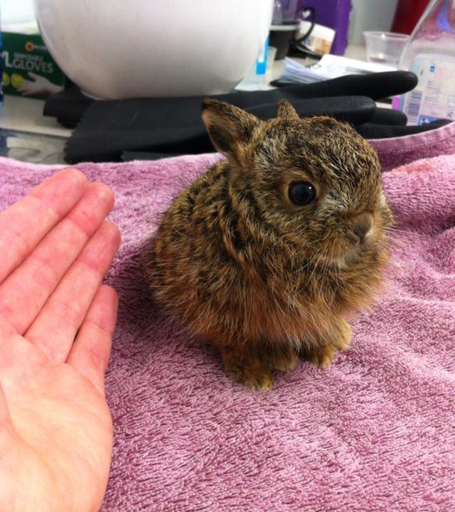 tündéri megmentett állat, aki elfér a tenyeredben is 
