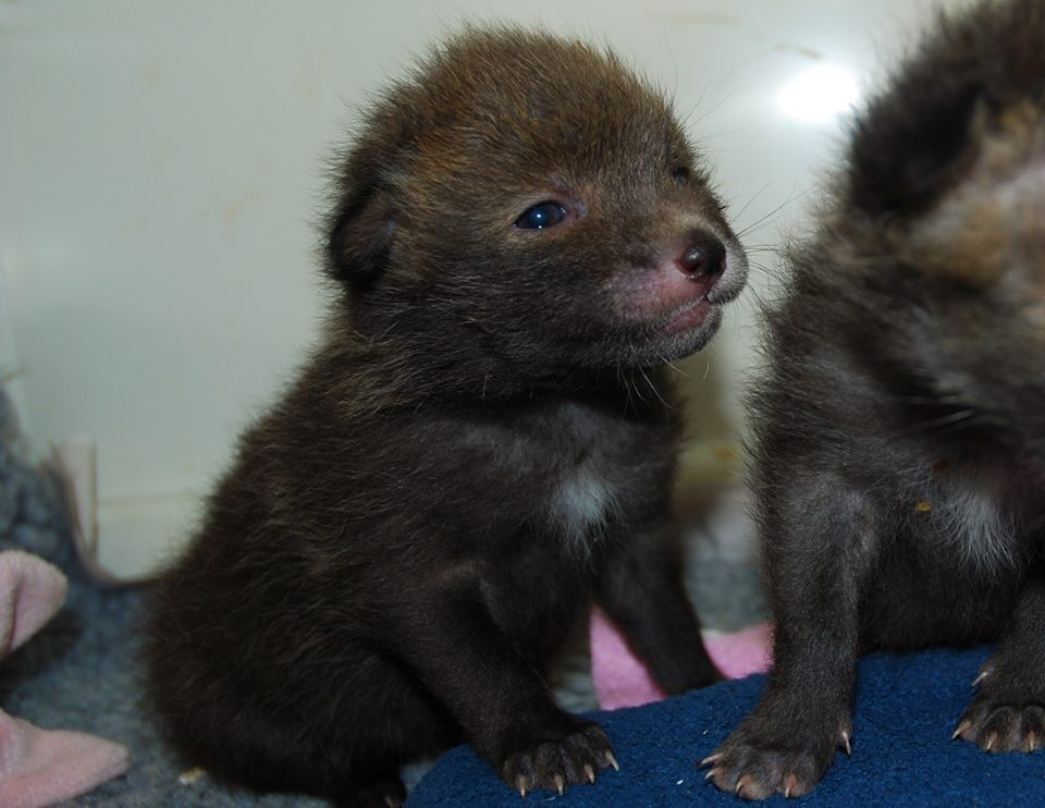 tündéri megmentett állat, aki elfér a tenyeredben is 