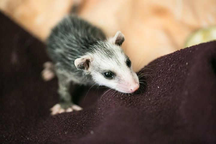 tündéri megmentett állat, aki elfér a tenyeredben is 
