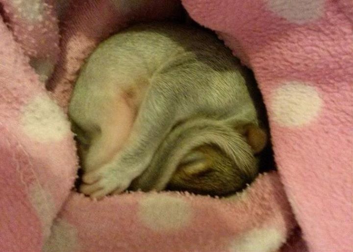 tündéri megmentett állat, aki elfér a tenyeredben is 