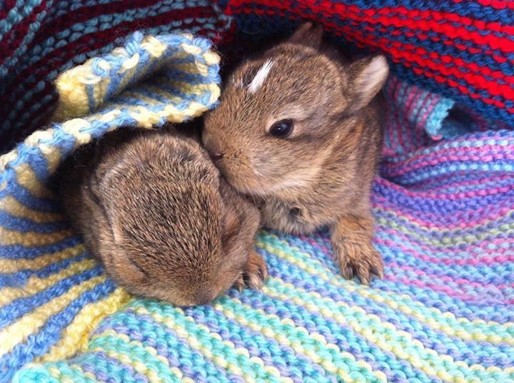 tündéri megmentett állat, aki elfér a tenyeredben is 