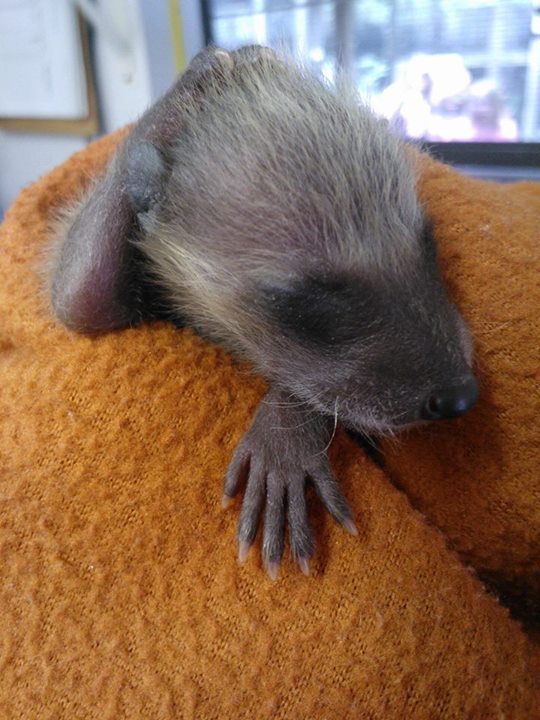 tündéri megmentett állat, aki elfér a tenyeredben is 