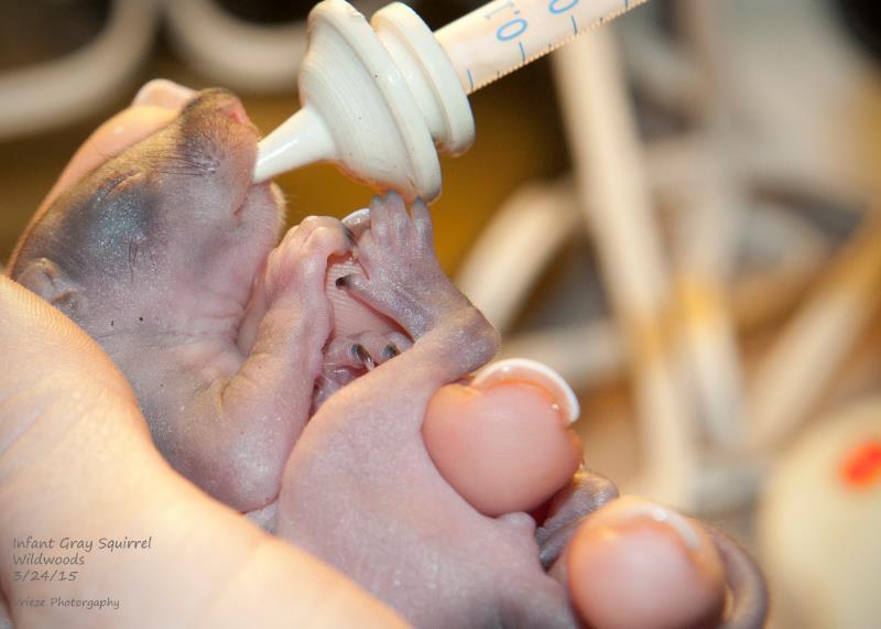 tündéri megmentett állat, aki elfér a tenyeredben is 