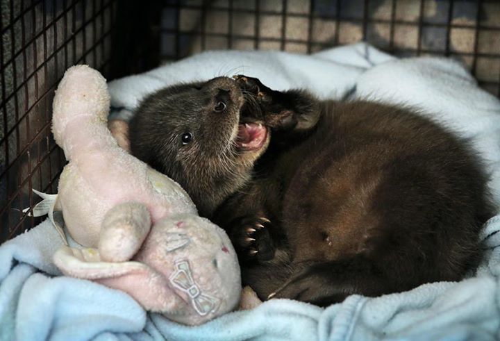 tündéri megmentett állat, aki elfér a tenyeredben is 