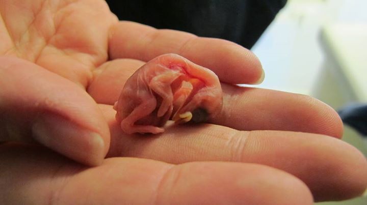 tündéri megmentett állat, aki elfér a tenyeredben is 