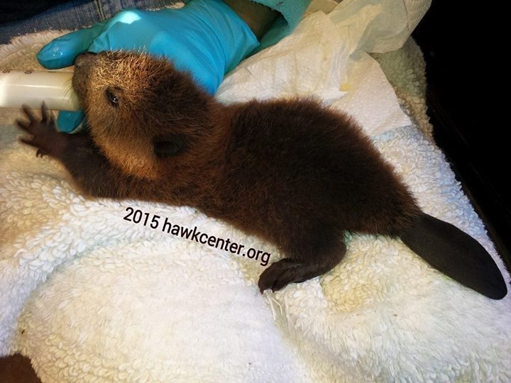 tündéri megmentett állat, aki elfér a tenyeredben is 