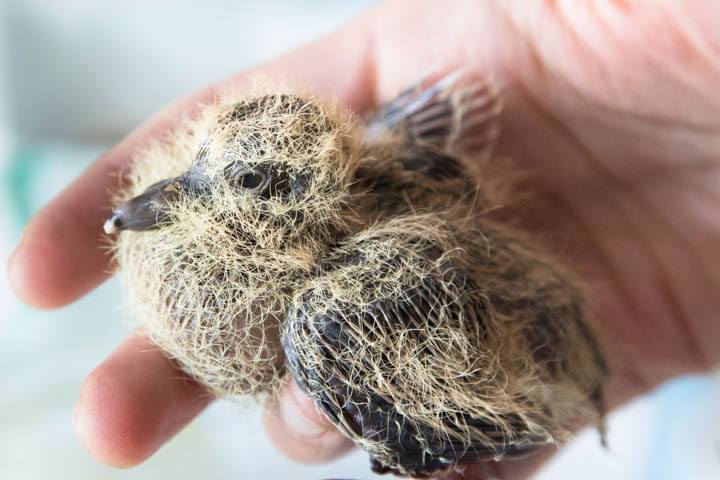 tündéri megmentett állat, aki elfér a tenyeredben is 