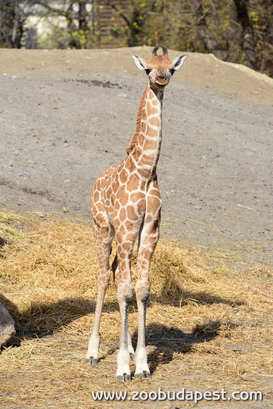 Forrás: zoobudapest.hu