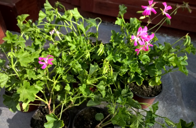 Muskátli, a legszebb nyári virág erkélyre, teraszra