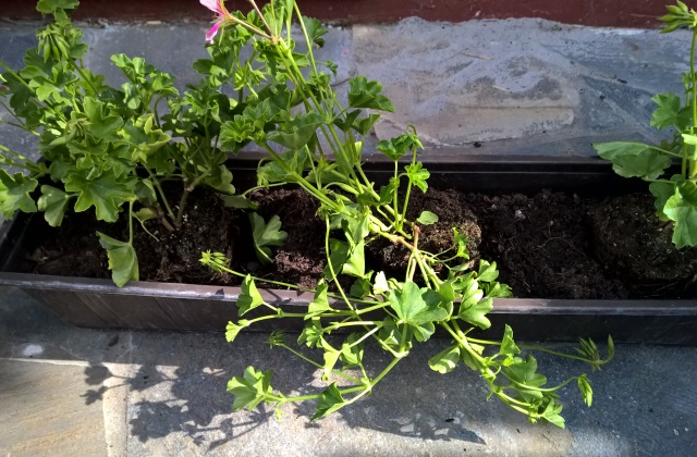 Muskátli, a legszebb nyári virág erkélyre, teraszra