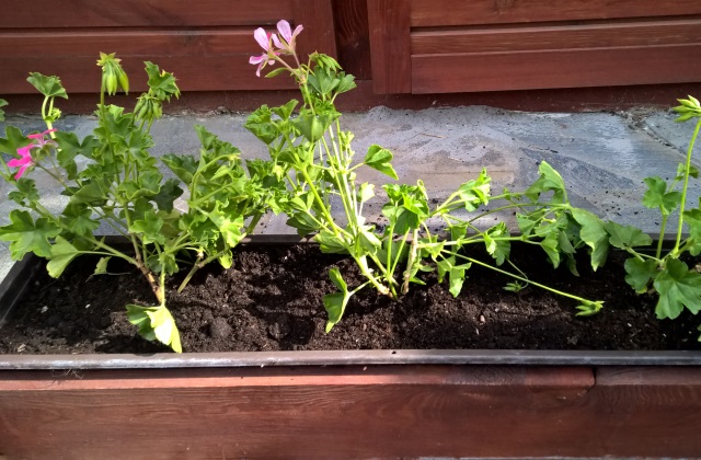 Muskátli, a legszebb nyári virág erkélyre, teraszra