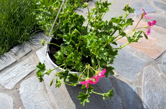 Muskátli, a legszebb nyári virág erkélyre, teraszra