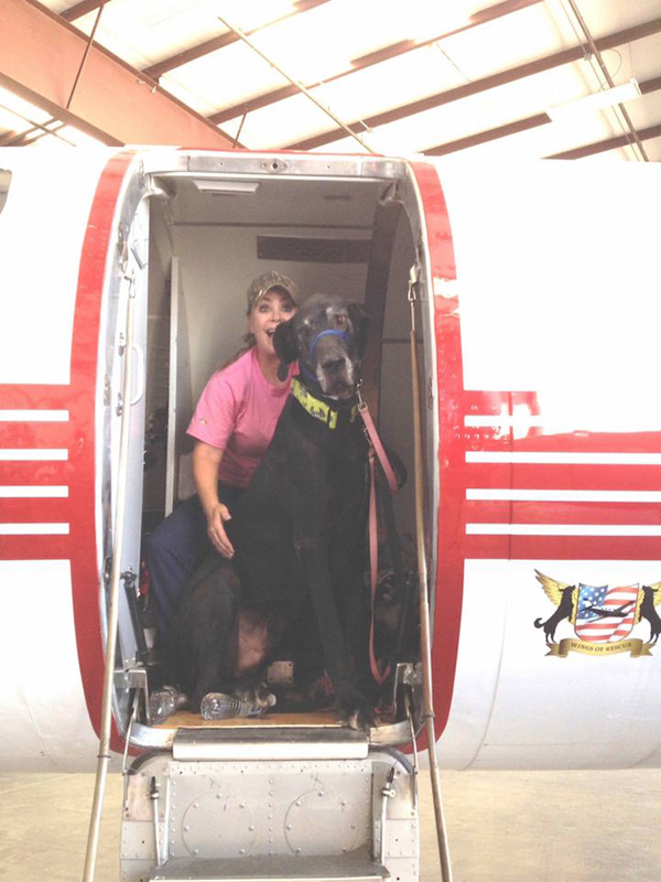 Repülővel viszik a gazdihoz a menhelyi kutyákat - képek