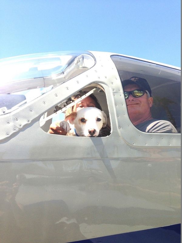 Repülővel viszik a gazdihoz a menhelyi kutyákat - képek