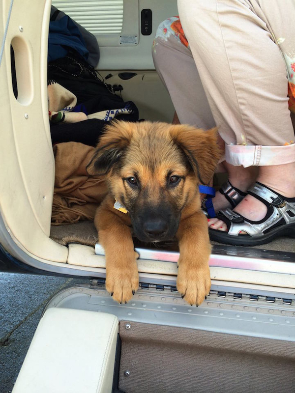 Repülővel viszik a gazdihoz a menhelyi kutyákat - képek