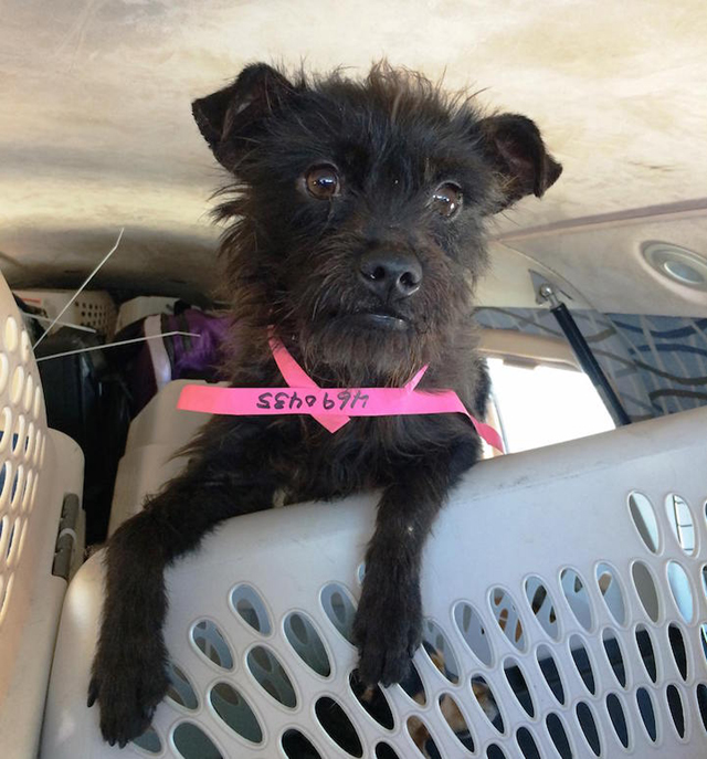 Repülővel viszik a gazdihoz a menhelyi kutyákat - képek