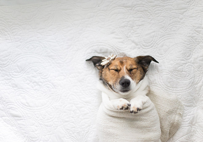 Megcsinálták a kutyájukkal, amit más az újszülött babájával szokott