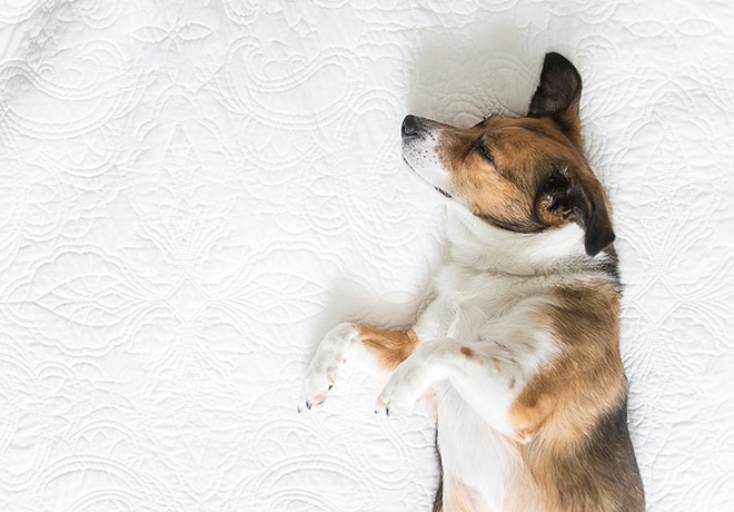 Megcsinálták a kutyájukkal, amit más az újszülött babájával szokott