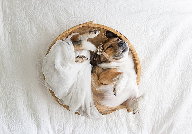 Megcsinálták a kutyájukkal, amit más az újszülött babájával szokott