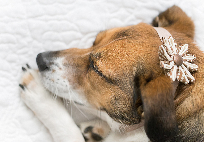 Megcsinálták a kutyájukkal, amit más az újszülött babájával szokott