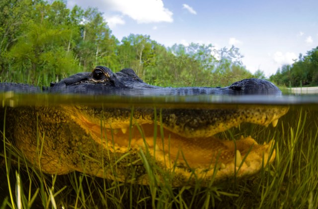 Fotó: Todd Winner/Stocktrek/Corbis