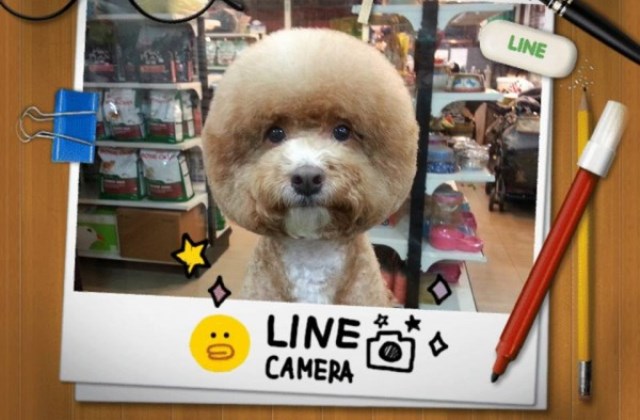 Kerek és szögletes: ez a legjújabb kutyadivat! Cuki fotók Kerek és szögletes: ez a legjújabb kutyadivat! Cuki fotók