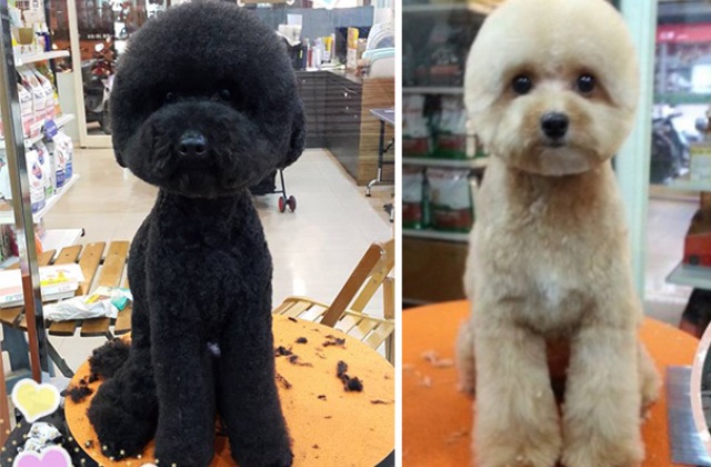 Kerek és szögletes: ez a legjújabb kutyadivat! Cuki fotók Kerek és szögletes: ez a legjújabb kutyadivat! Cuki fotók