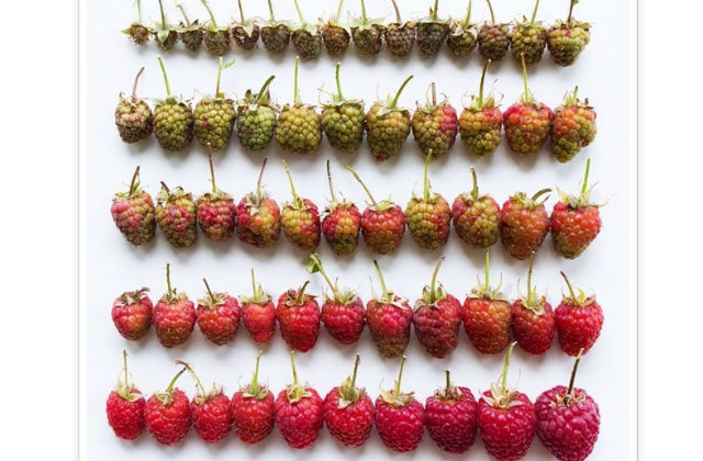 Elképesztő ételfotók - galéria