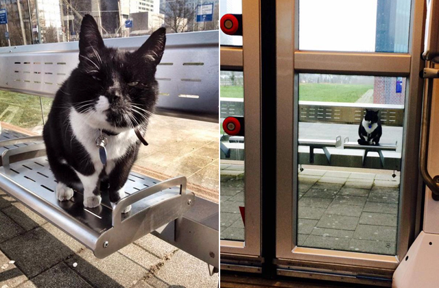 Tíz éve várja a villamost a macska - fotók