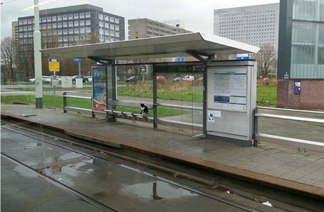 Tíz éve várja a villamost a macska - fotók