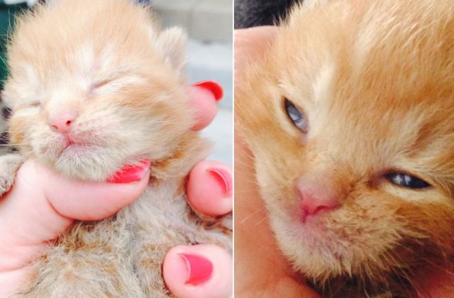 Csodával határos módon menekült meg a kismacska az égő házból