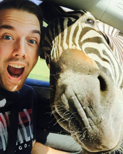 Benézett a zebra az ablakon, tökéletes selfie lett belőle