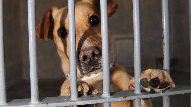 Milli kutya két élete