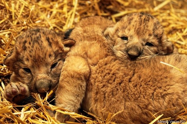 fotó: Gyöngyösi Zoo