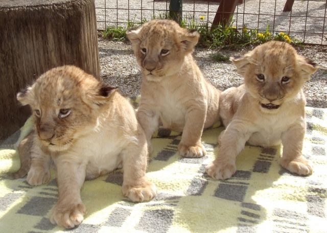 fotó: Gyöngyösi Zoo