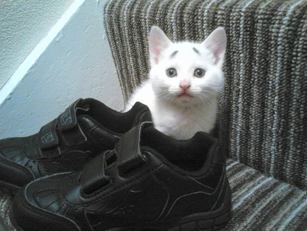 A csodálkozó szemöldökű 8 hetes cicus az új sztár az interneten