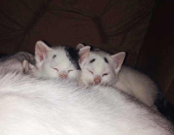 A csodálkozó szemöldökű 8 hetes cicus az új sztár az interneten