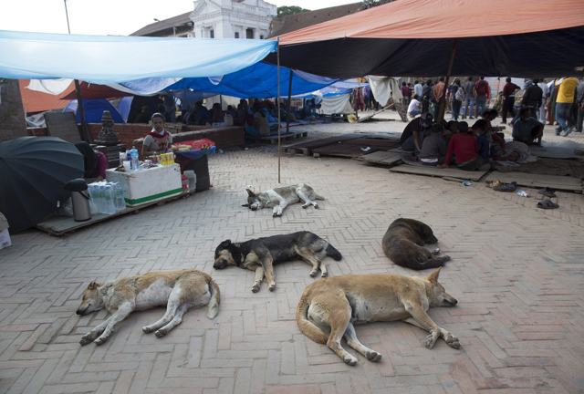 Szívszorító fotók: állatok, akik túlélték a nepáli földrengést 